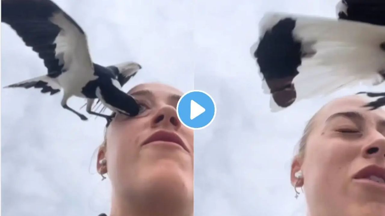 Eagle Attack Girl Viral Video